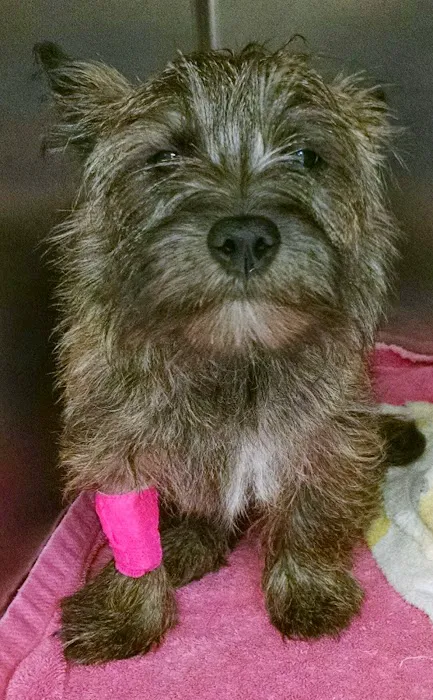 James Landing Veterinary Hospital Picture 4