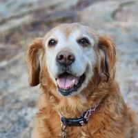 James Landing Veterinary Hospital ico