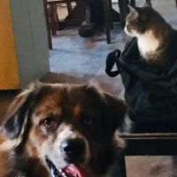 Alexander County Veterinary ico