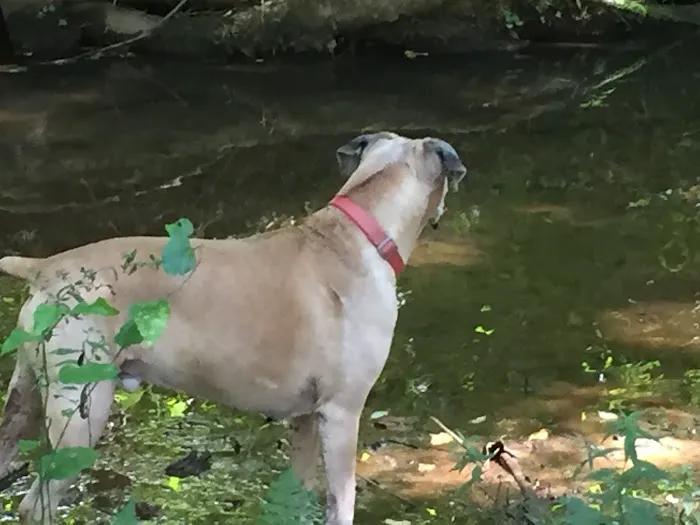 Alexander County Veterinary Picture 5