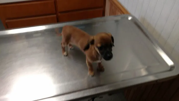Alexander County Veterinary Picture 6