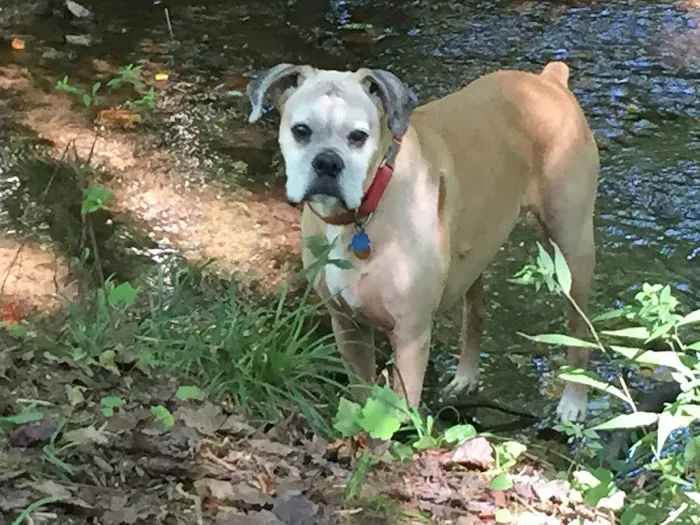 Alexander County Veterinary Picture 4