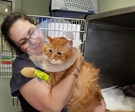 Troutman Animal Hospital