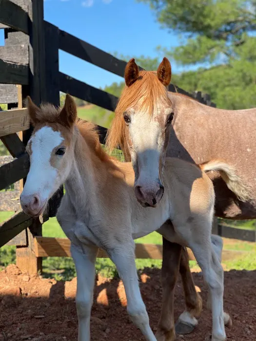 Tryon Equine Mobile Picture 1