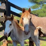 Tryon Equine Mobile