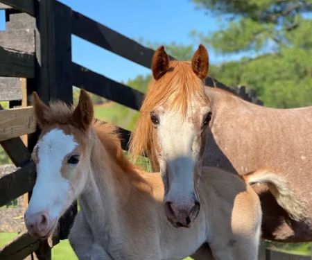Tryon Equine Mobile