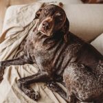 Angelcare Veterinary Hospital
