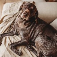 Angelcare Veterinary Hospital ico