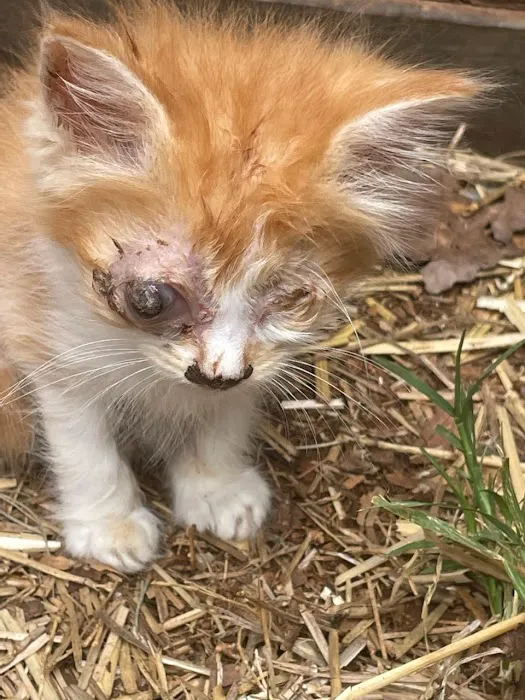 Angelcare Veterinary Hospital Picture 7