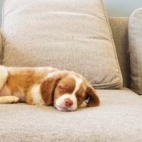 Stony Point Animal Clinic ico