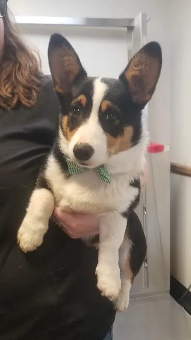 Stony Point Animal Clinic Picture 3