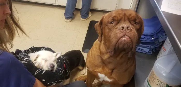 Stony Point Animal Clinic Picture 10
