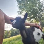 Lexington Large Animal Medicine & Surgery