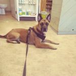 Animal Medical Center of Boone
