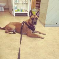 Animal Medical Center of Boone ico