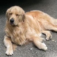 Appalachian New River Veterinary Associates ico