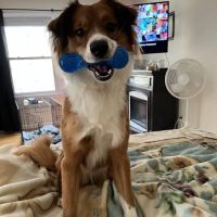 Watauga Veterinary Hospital ico