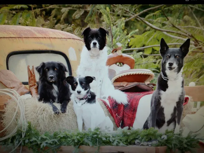 Watauga Veterinary Hospital Picture 4