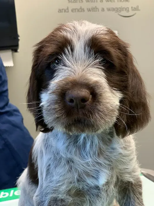 Pet Care Clinic of the High Country Picture 10