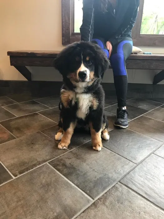 Pet Care Clinic of the High Country Picture 7