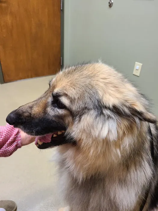 Pet Care Clinic of the High Country Picture 3
