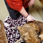 Animal Emergency Clinic of the High Country