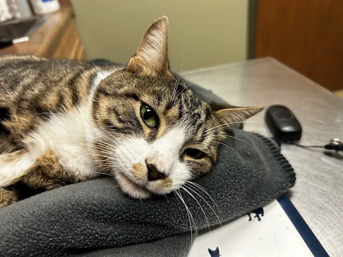 Animal Emergency Clinic of the High Country Picture 7