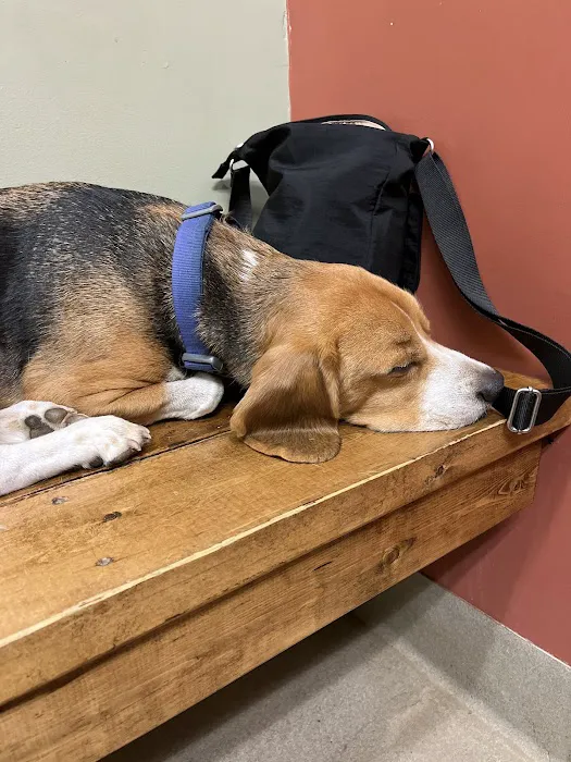 Animal Emergency Clinic of the High Country Picture 6