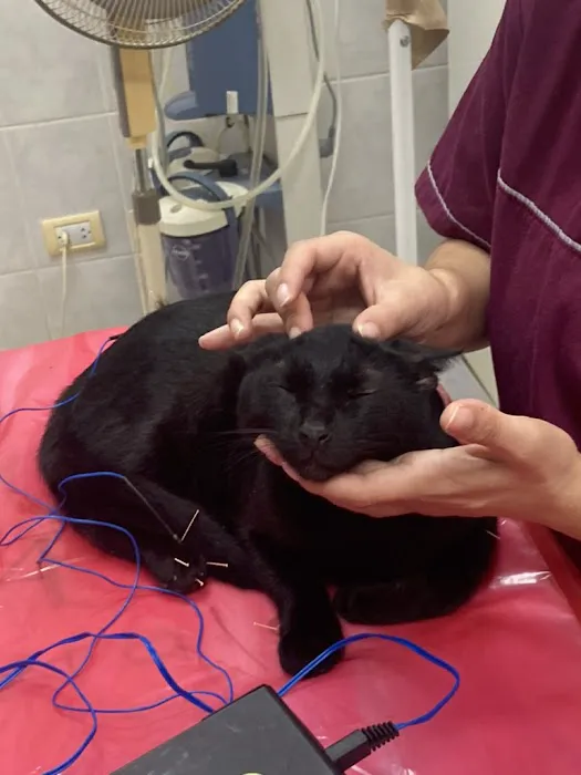 BALANCE Integrative Veterinary Clinic Picture 4