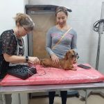 BALANCE Integrative Veterinary Clinic