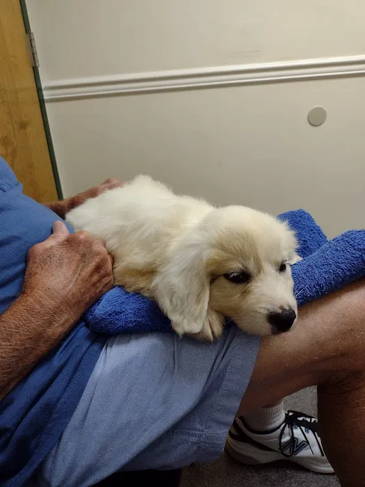 Animal Hospital of Boone Picture 10