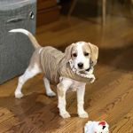 Animal Hospital of Boone