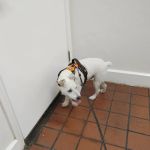 North Davidson Veterinary Hospital
