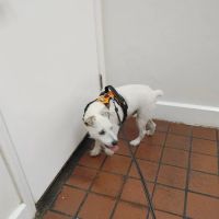 North Davidson Veterinary Hospital ico
