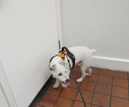 North Davidson Veterinary Hospital