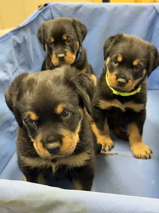 North Davidson Veterinary Hospital Picture 2