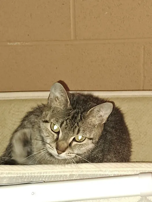 North Davidson Veterinary Hospital Picture 5