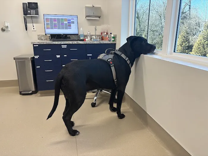 Westchester Veterinary Hospital Picture 1