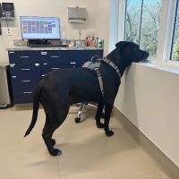 Westchester Veterinary Hospital ico