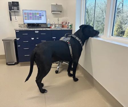 Westchester Veterinary Hospital