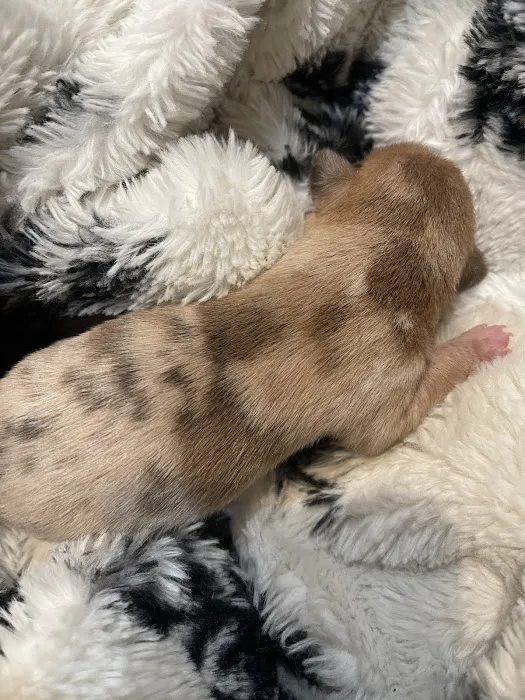 Center Veterinary Hospital Picture 8