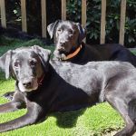 Total Care Veterinary Hospital