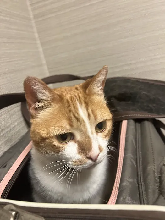 Total Care Veterinary Hospital Picture 7