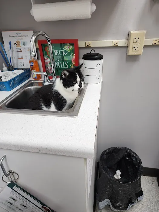 High Point Veterinary Hospital Picture 1