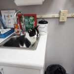 High Point Veterinary Hospital