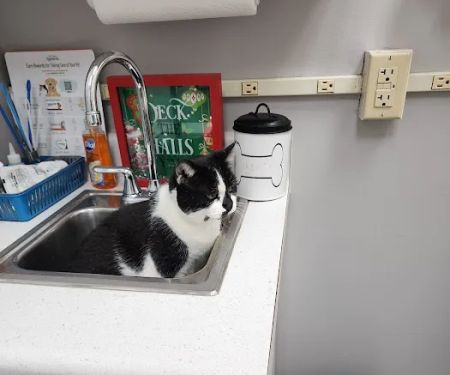 High Point Veterinary Hospital