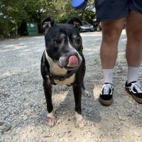 Deep River Veterinary Hospital ico
