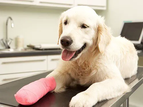 Deep River Veterinary Hospital Picture 3