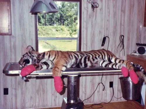 Deep River Veterinary Hospital Picture 7