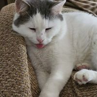 Franklinton Animal Hospital ico